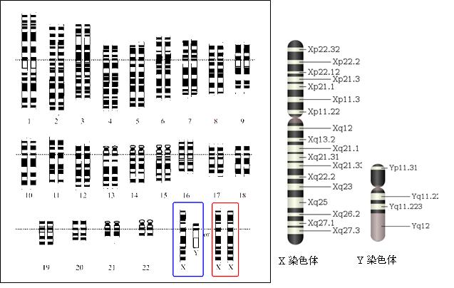 図１　ヒトの染色体の模式図