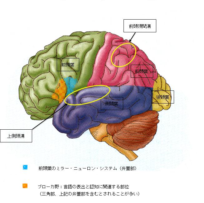 図２　ヒトで推定されているミラー・ニューロン・システム