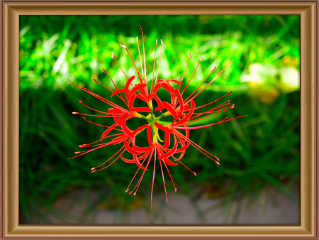 RED SPIDER LILY