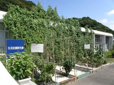 車椅子で畑に入れる板