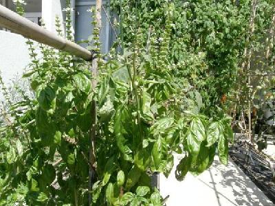 香りを楽しめるハーブ類 香りを楽しめるハーブ類