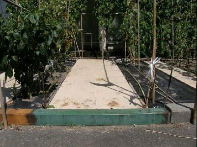 香りを楽しめるハーブ類 車椅子で畑に入れる板